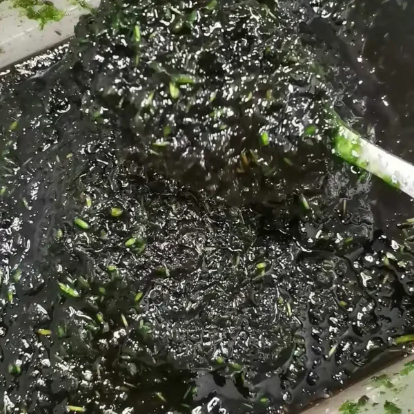 Encens Douceur marine - Thiouraye bakhoor incense menthe lavande