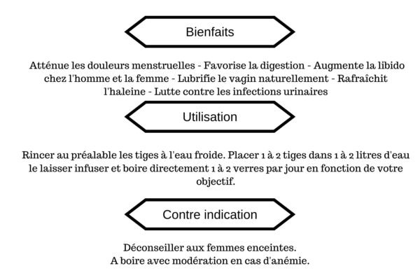Gongolilie, Cepp, Khamaré, vétiver 10 tiges longues – Image 3